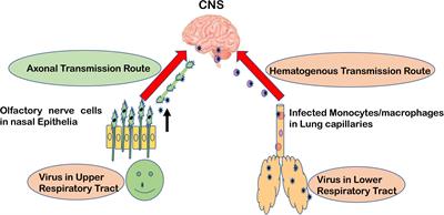 Frontiers | Neurological Damage by Coronaviruses: A Catastrophe in